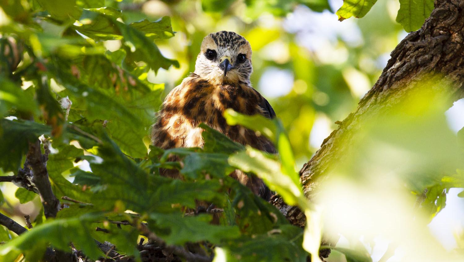 Mississippi kite making a comeback
